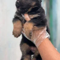 ۵ تا سگ خارجی ژرمن شپرد از بزرگ تا کوچیک|سگ|تهران, لویزان|دیوار