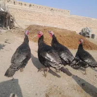 فروش هشتیخان