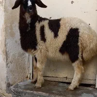 گوسفند زنده|حیوانات مزرعه|کرمانشاه, |دیوار