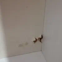 کمد بچه|اسباب و اثاث بچه|همدان, |دیوار