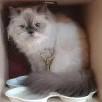 گربه پرشین نر خوشکل