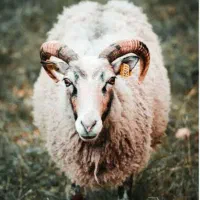 گوسفند فروشی