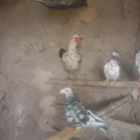 مرغ کرک