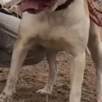 سگ پیتبول|سگ|قیدار, |دیوار