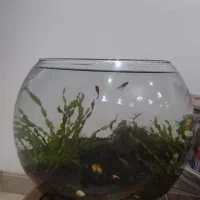 آکواریوم پلنت