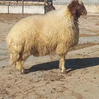 بره قوچ هترو از میش و گوسفند اصلاح شده