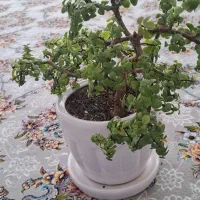 گل و گیاه خانگی
