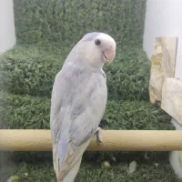 طوطی برزیلی رزیکولیس یاسی خاص احتمالا ماده