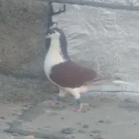 کبوتررنگی|پرنده|خان ببین, |دیوار