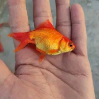 عرضه انواع بچه ماهی|ماهی|شوشتر, |دیوار