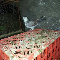 کبوتر طوقی اصل پاکستان|پرنده|چوبر, |دیوار