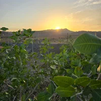 باغچه ۲۰۰۰هزارمتری در جاده کاشان|فروش خانه و ویلا|قم, شهر قائم|دیوار