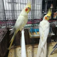 3عدد عروس هلندی|پرنده|اهر, |دیوار