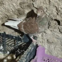 کبوتر|پرنده|لالی, |دیوار