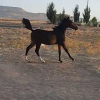 کره مادیان کرد|اسب و تجهیزات اسب‌سواری|ماهیدشت, |دیوار