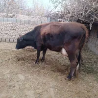 فروش گاو زاییده با گوساله 4.5ماهه