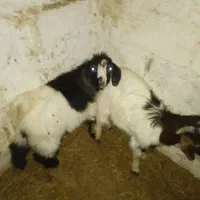 دوتابزغاله نر گوشتی