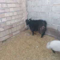 بره وکره|حیوانات مزرعه|چترود, |دیوار