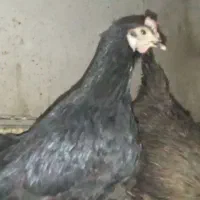 مرغ محلی چند رنگ|حیوانات مزرعه|قدس, شهرقدس|دیوار