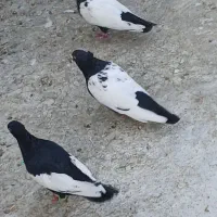 کفتر سینه ای نوک سفید پرشی|پرنده|شیراز, ارم|دیوار