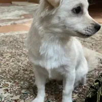 سگ پاکوتاه ماده فقط معاوضه