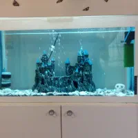 آکواریوم|ماهی|زنجان, |دیوار