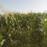 ذرت بلال برای چاپر
