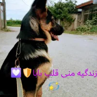 واگذاری سگ|سگ|رشت, لاکان شهر|دیوار