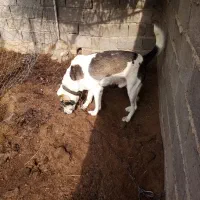 سگ‌گلگی‌‌