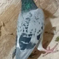 کبوتر پلاکی عرب