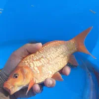 ماهی کوی|ماهی|تهران, پردیسان|دیوار