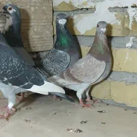 کفترپلاکی مسافتی  یهودی|پرنده|شال, |دیوار