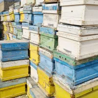 کندوی خالی زنبور عسل