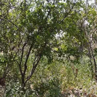 باغ ۶۸۰ متر در آذرشهر قاضی جهان چهار دیواری