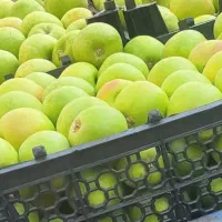 استخدام کارگر ساده در ابمیوه گیری|استخدام خدمات فروشگاه و رستوران|تهران, حکیمیه|دیوار