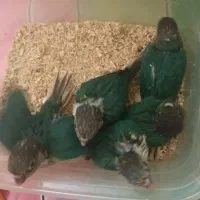 گرینچیک سرلاکی تراکوئیس