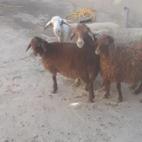 پز و برخ|حیوانات مزرعه|دهگلان, |دیوار