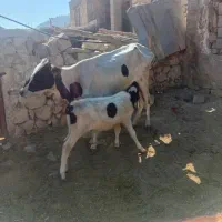 گوساله با گاو