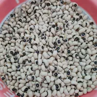 لوبیام چشم بلبلی و ترکمنی(گندمی)