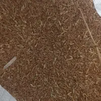 گندم دیم درجه یک