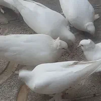 کبوتر زینتی کاکل پاپر