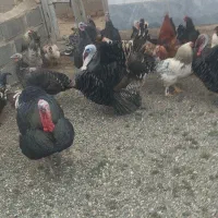 بوقلمون.وتخم بوقلمون