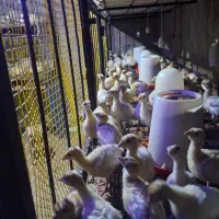 فروش جوجه بوقلمون برنز، بیوتی، اردک و گلپایگان|حیوانات مزرعه|قائمشهر, |دیوار