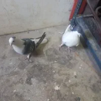 کبوتر|پرنده|قم, سرحوض|دیوار