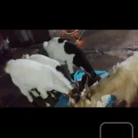 حیوانات خانگی