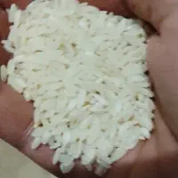 برنج چنپا درجه یک دراز رود