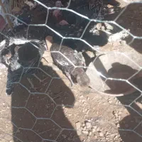 گوشتی بوقلمون|حیوانات مزرعه|خوی, |دیوار