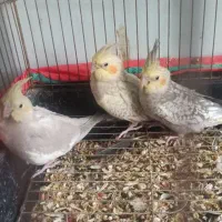 بهترین نژادهای عروس هلندی پنج ماهه