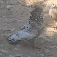 سینه سرور|پرنده|شیراز, شهرک صنعتی شیراز|دیوار