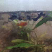 ماهی گوپی اکواریومی